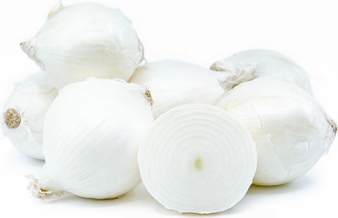 Oignon blanc 4663 plu