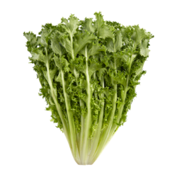 Endive/chicorée 1ch