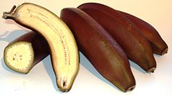 Banane rouge 1vw