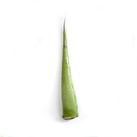 Aloe vera 1un