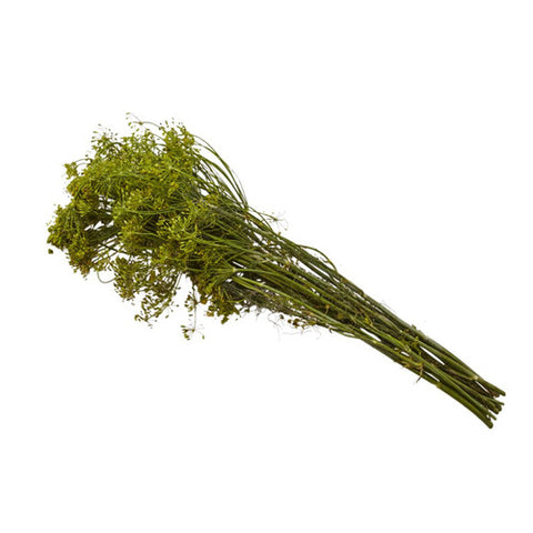Aneth frais pour cornichons  1ch