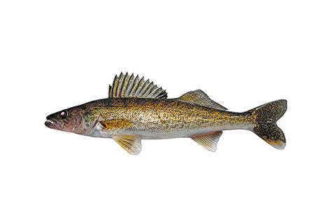 Dore jaune du lac kg