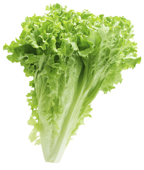 Laitue frise vert bio 1un