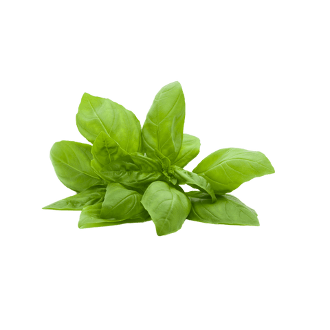 Basilic bio 1un