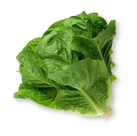 Laitue romaine 1un