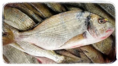 Dorade Royale Kg