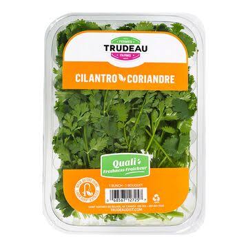 Coriandre trudeau  1unit
