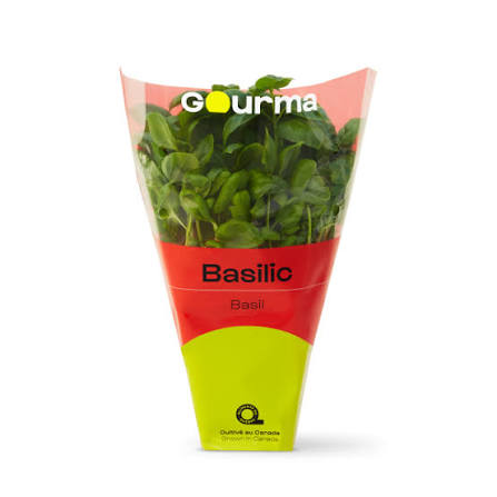 Gourma basilic frais en pot  1ea