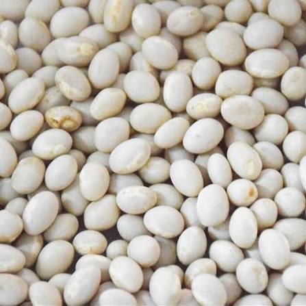 Haricots Blanc Kg