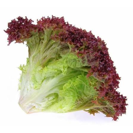 Laitue frise rouge bio 1un