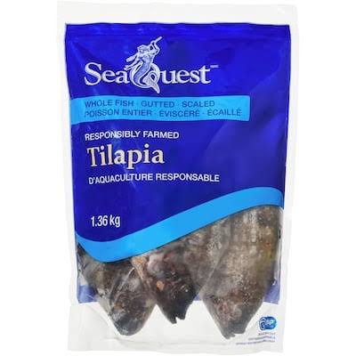 Sq tilapia entier 1.36kg