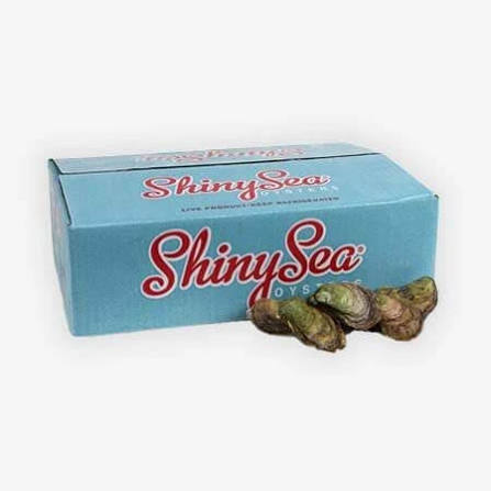 Huitres Shinysea 18CT