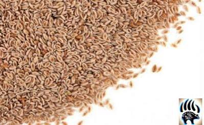 Cosses de psyllium kg