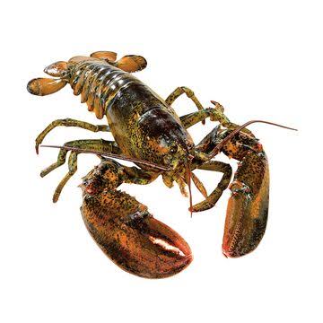 Homard Vivant Kg
