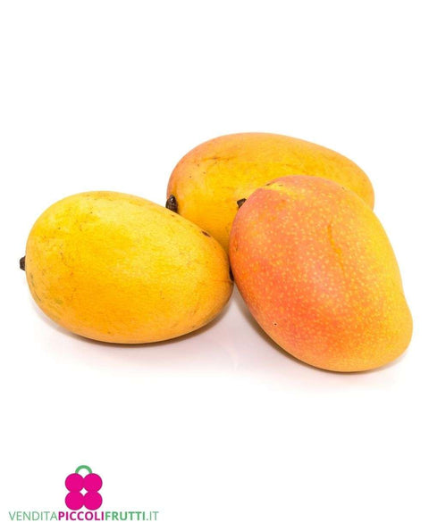Mangue maya murie a point 1ea