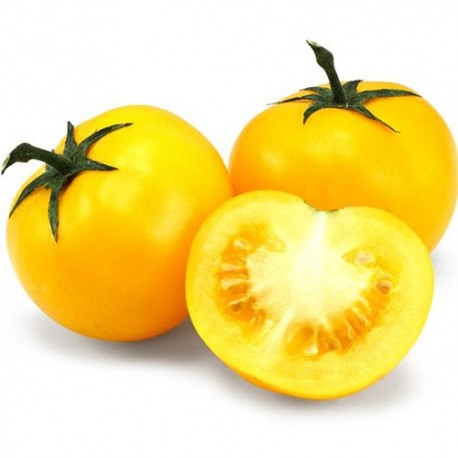 Tomates jaunes bio kg